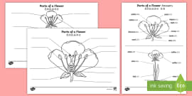 Features of Flower Worksheet - KS2 Resources (teacher made)