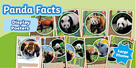 Panda Photo Pack
