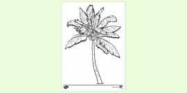 FREE! - Pohutukawa Tree Colouring Sheet | Colouring Sheet