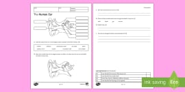 ear diagram and labeling worksheet worksheet