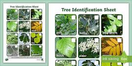 Native Scottish Trees Identification Sheet (teacher made)