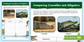 life cycle of a crocodile