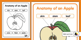 Anatomy of an Apple Poster (Teacher-Made) - Twinkl