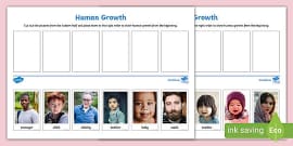 Human Growth Timeline Worksheet (teacher made) - Twinkl