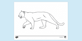 19+ Snow Leopard Coloring Pages