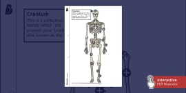 3D Model: Human Body - Human Skeleton (Teacher-Made)