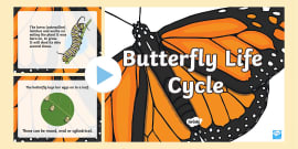 Life Cycle of a Butterfly PowerPoint - Science Resource - Twinkl