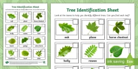 Tree Identification Sheet 