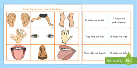 Male/Female Body Diagram with Labels Body Parts Worksheet