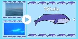 whale powerpoint sea under snails resource twinkl