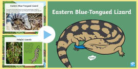 Blue-Tongue Lizard Life Cycle PowerPoint - Twinkl