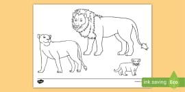 Lion Colouring Sheet | Colouring Sheets (teacher made)