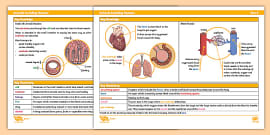 Year 6 Human Body Circulatory System Teaching PowerPoint