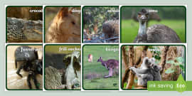 Australian Animal Display Photos (teacher Made) - Twinkl