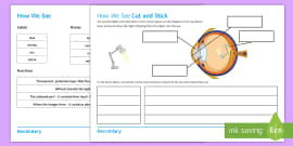 How We See PowerPoint | How Eyes Work KS2 (teacher made)