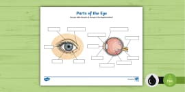 Parts of the Eye Labelling Activity - KS2 (teacher made)