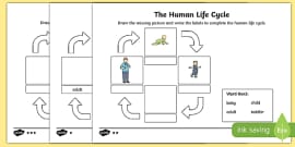 Stages of Growth Sequencing Activity - sequencing, sheet, growth