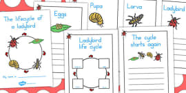 Life Cycle of a Ladybird | Worksheet | Twinkl (teacher made)