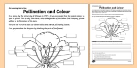 KS2 Pollination Lesson Teaching Pack (teacher made)