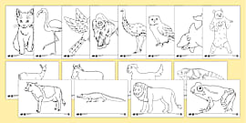 Safari Colouring Sheets (teacher made) - Twinkl, حجم الصورة 270x135