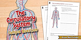 The Circulatory System Knowledge Organiser