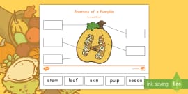 Anatomy of an Apple Cut and Paste Activity (Teacher-Made)