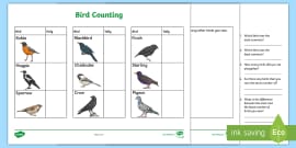 Birds Worksheet | Save time planning (teacher made) - Twinkl