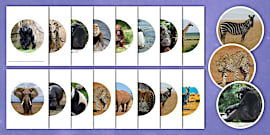Zoo Animals Display Poster