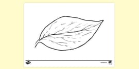 Gum Leaf Template | Primary Resources | Twinkl - Twinkl