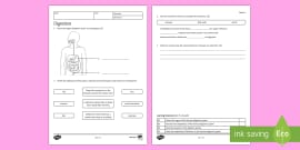 Digestive System Labeling Worksheet - Science Resource - Twinkl