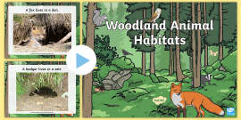 What is a Forest Habitat? Twinkl Teaching Wiki - Twinkl