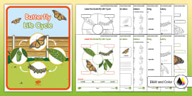 Butterfly Life Cycle Cut-Outs (teacher Made) - Twinkl