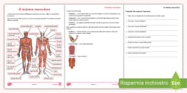 Gli Organi del Corpo Umano Poster (l'insegnante ha fatto)