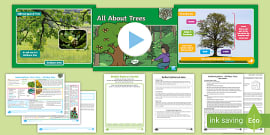 Deciduous And Evergreen Trees Display Photos teacher Made 