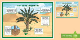 palm adaptation date poster display plant cactus tree desert science uae plants twinkl resource ui2 sc