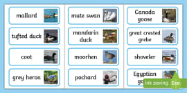 Garden Birds Word Cards | Twinkl (teacher made) - Twinkl