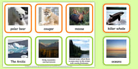 Animal Habitats Matching Cards (Teacher-Made) - Twinkl