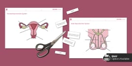 Female Reproductive System Worksheet | Beyond Secondary