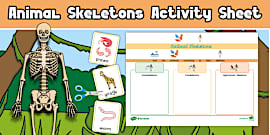 Interactive Animal Skeleton Sorting Game | Twinkl Go!