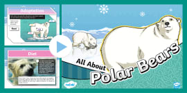 Polar Bear Fact File | PowerPoint - Primary Resources