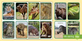 Animal Photo Cards (teacher made) - Twinkl