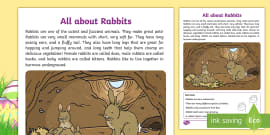 Pet Care of a Rabbit Non-Chronological Report Fact File