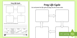 Frog Life Cycle  Twinkl Information and Resources - Twinkl