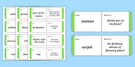 Parts of a Plant Loop Cards (teacher made) - Twinkl