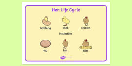 Duck Life Cycle Word Mat (teacher made) - Twinkl