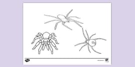 FREE! - Spider Colouring Sheet | Colouring Pages - Twinkl