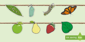 Caterpillar Life Cycle Cut and Stick Worksheet EYFS