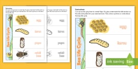 Bee Life Cycle Flapbook (teacher made) - Twinkl