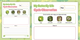 Butterfly Life Cycle Worksheets | Spring | Twinkl USA