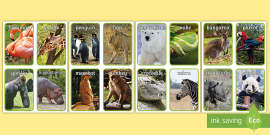 Animal Groups Sorting Cards Photos, World Animal Day